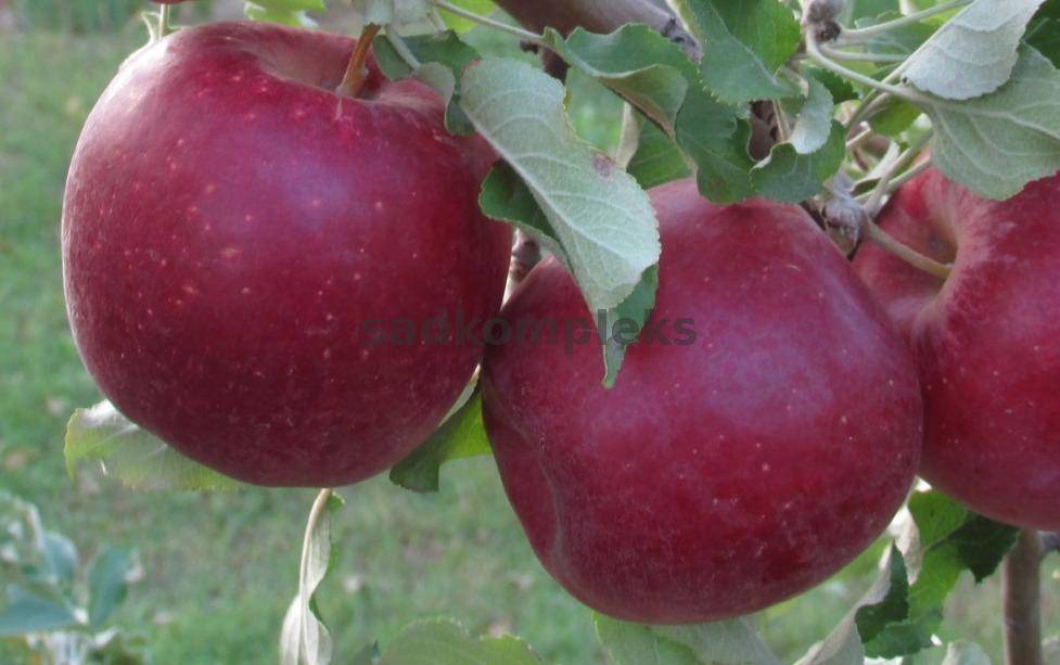 Яблоки джонатан: подробное описание сорта, отзывы, фото