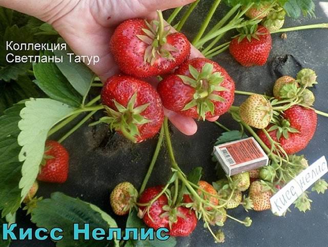 Клубника сорт кисс неллис - описание, посадка, уход, отзывы