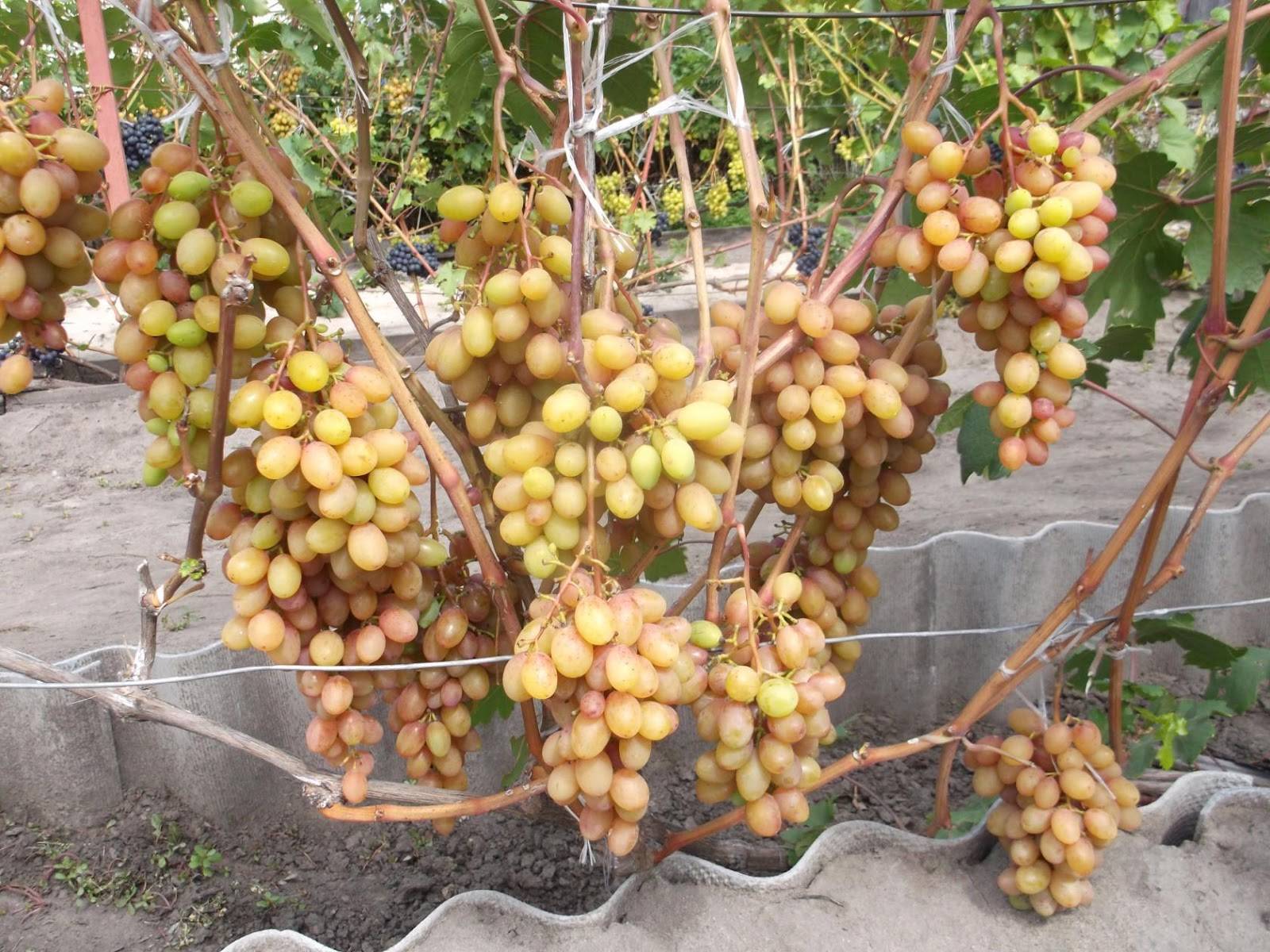 Виноград румба, описание и характеристики сорта, особенности выращивания и ухода