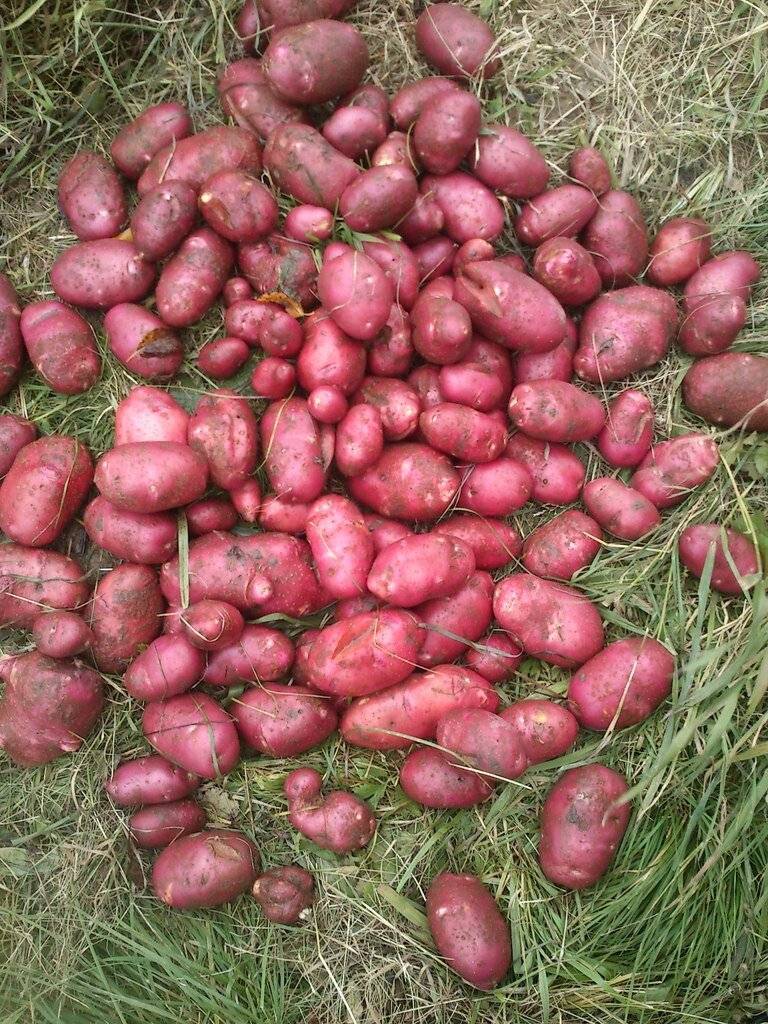 Картошка сорта розара — выращивание и хранение