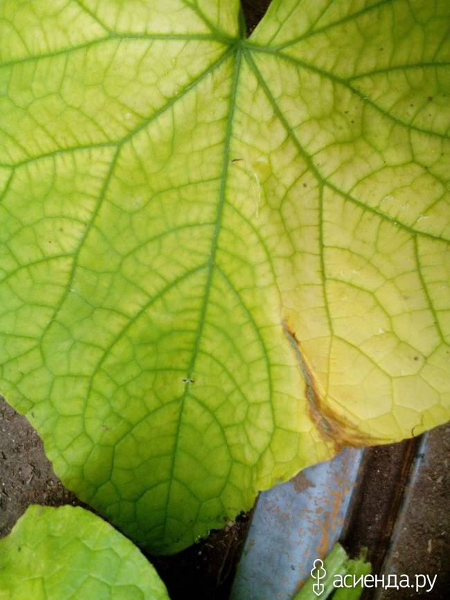 Почему на огурцах желтеют листья
