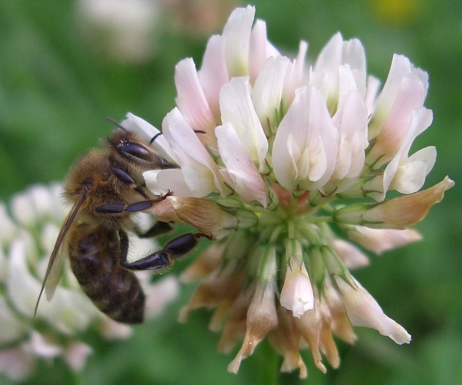 Медоносные растения для пчел