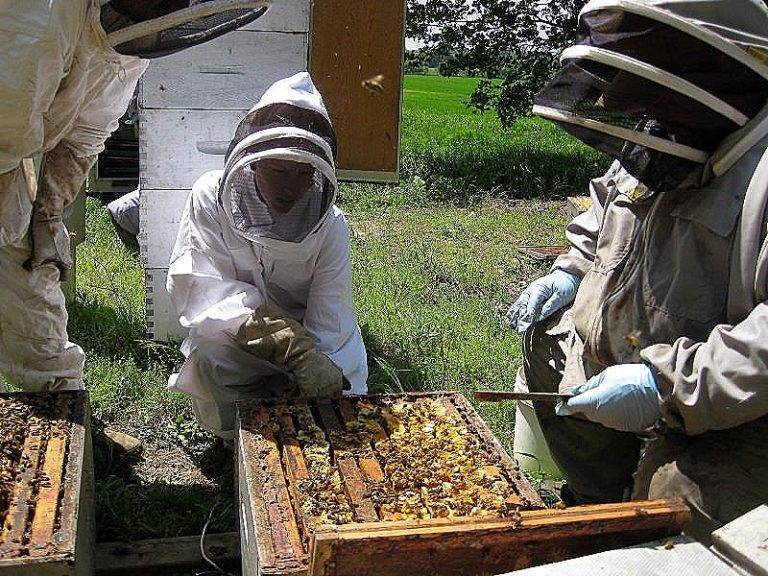 Пчеловодство для начинающих: особенности ухода и разведения пчел