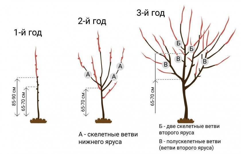 Описание и характеристики сортов колоновидной вишни, посадка и уход