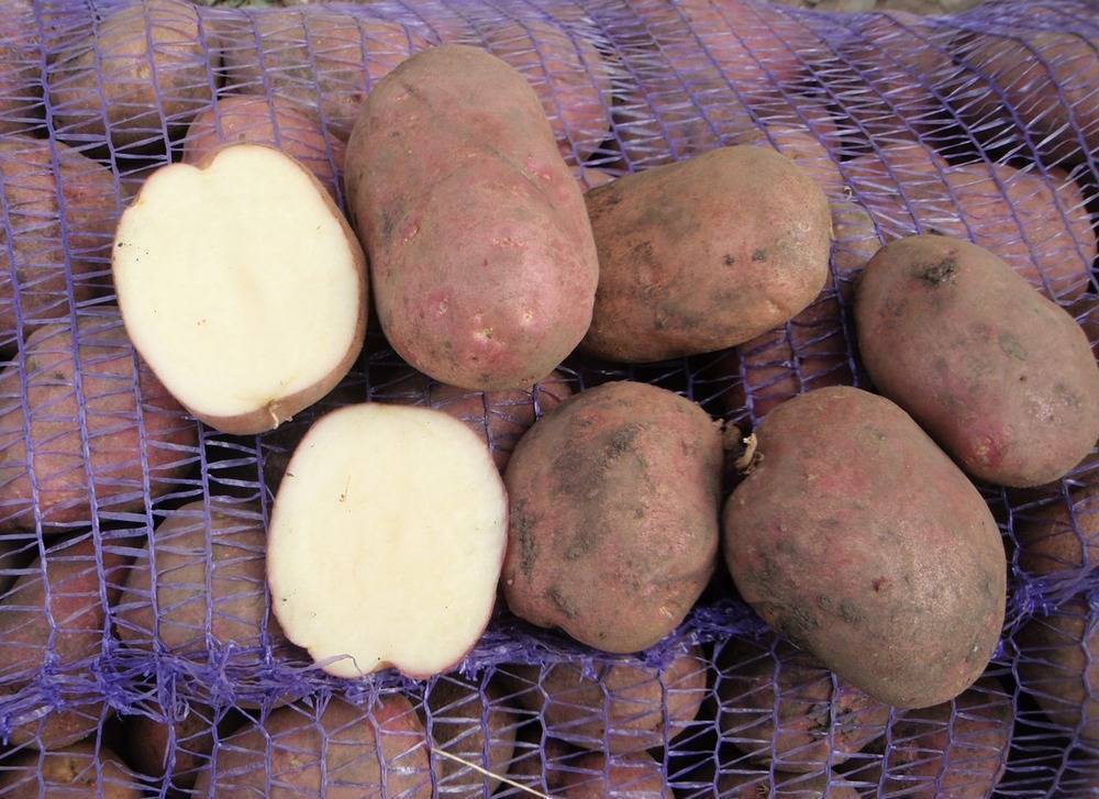 Картофель рокко: характеристики сорта, вкусовые качества, отзывы