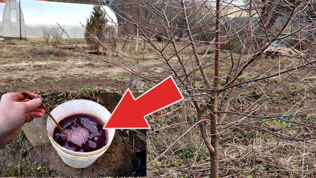 Подкормка вишни: весной и осенью, особенности ухода, какие удобрения лучше использовать
