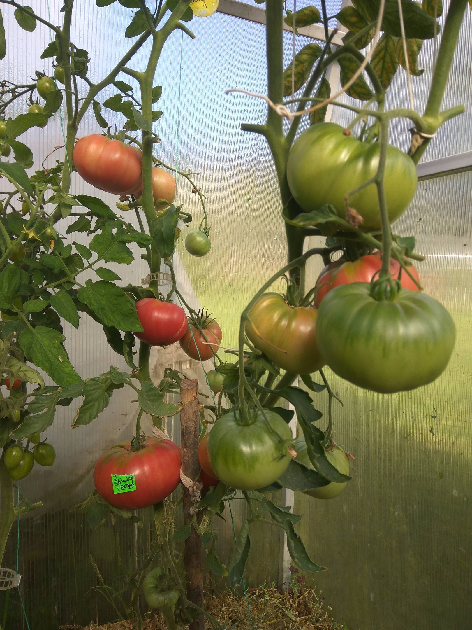 Секреты выращивания и ухода за томатами бийский розан — описание сорта и его характеристики