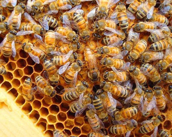 Породы пчел как определить породу пчелы - oozoo.ru