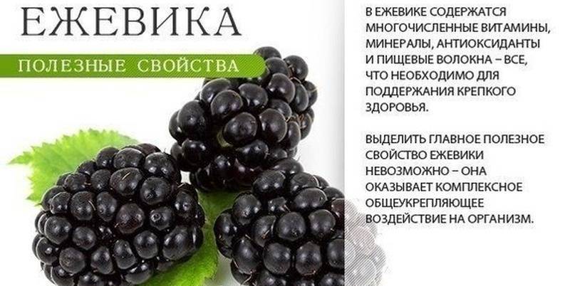 Ежевика: польза и вред для здоровья :: syl.ru