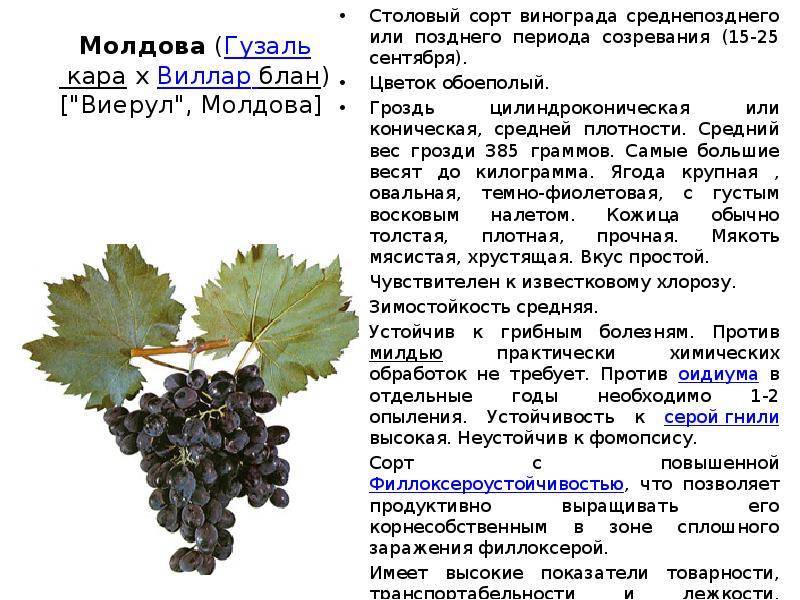 Виноград «фуршетный»: описание сорта, фото, отзывы