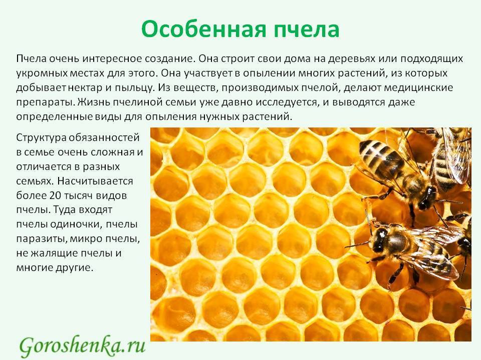 Интересные факты о пчелах | огородникам инфо