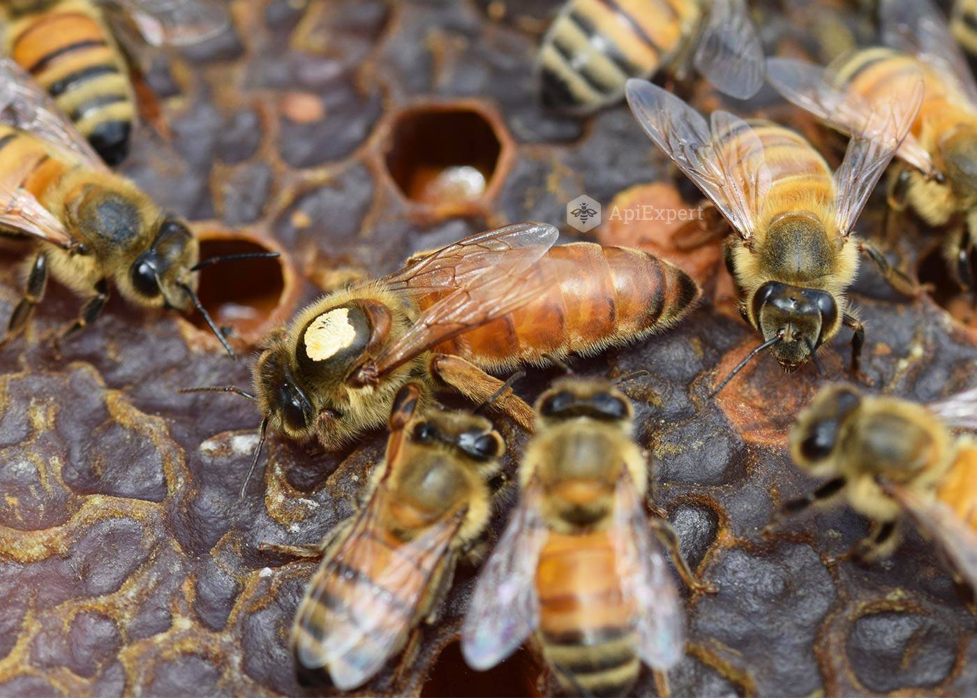 Пчела насекомое. описание, особенности, виды, образ жизни и среда обитания пчелы