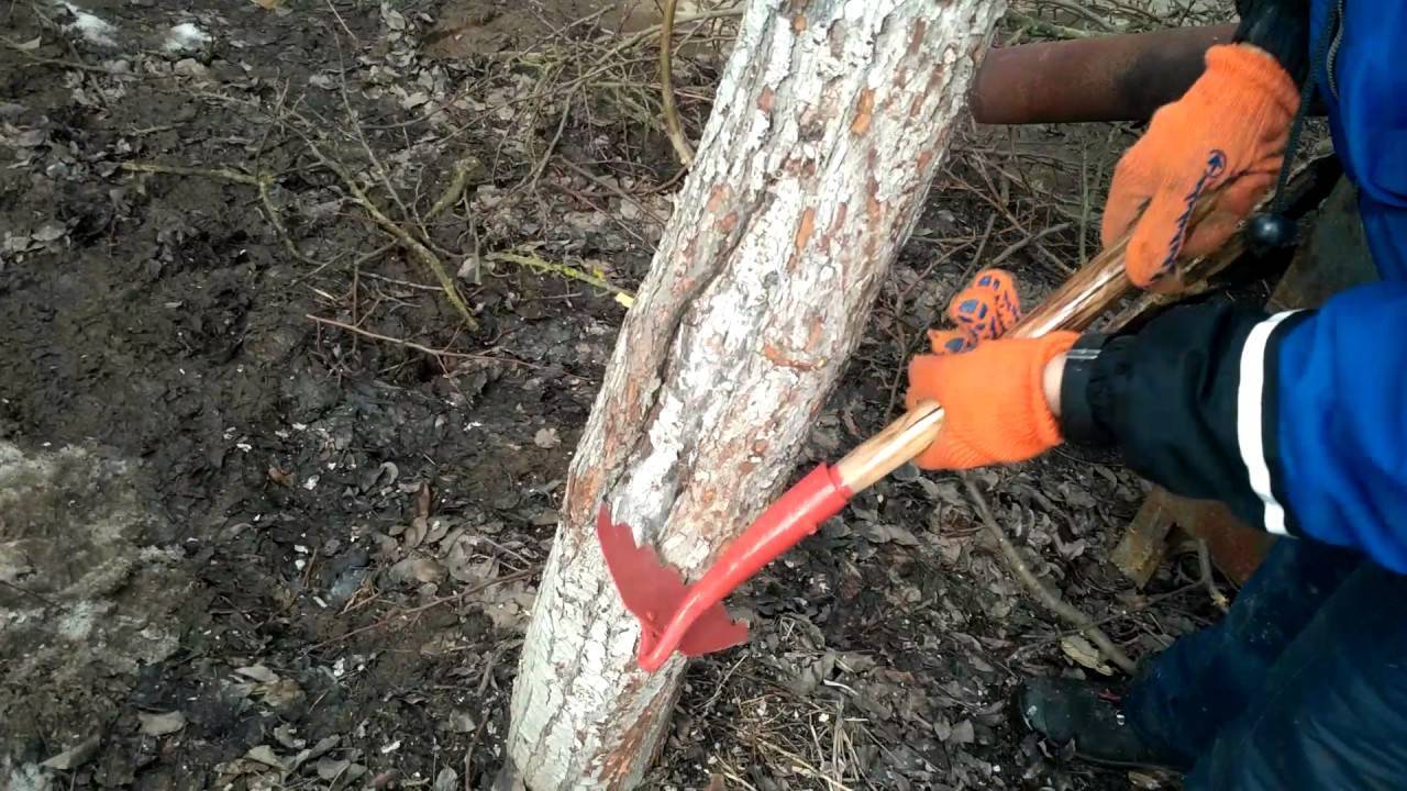 Как правильно белить деревья?