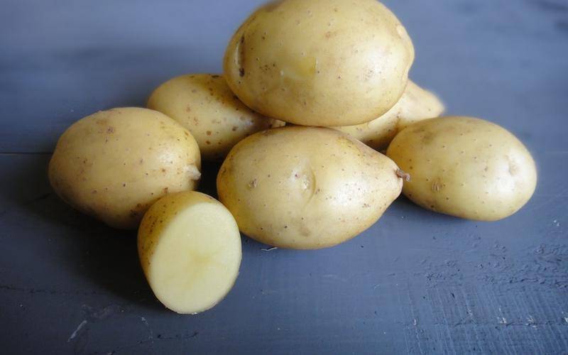 Картофель ривьера: описание сорта, характеристика, выращивание в открытом грунте, фото, отзывы