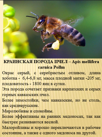 Среднерусская пчела: характеристика породы пчел и отзывы пчеловодов