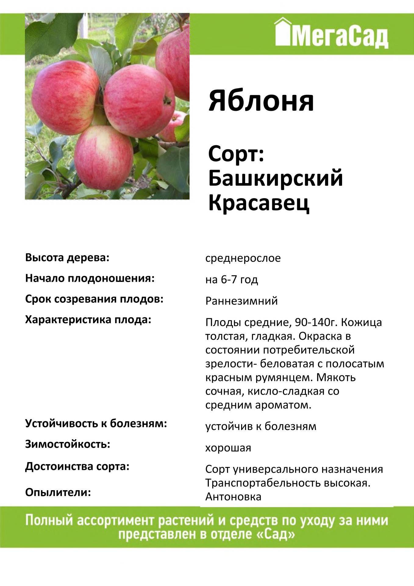 Секреты успешного выращивания яблони башкирская красавица