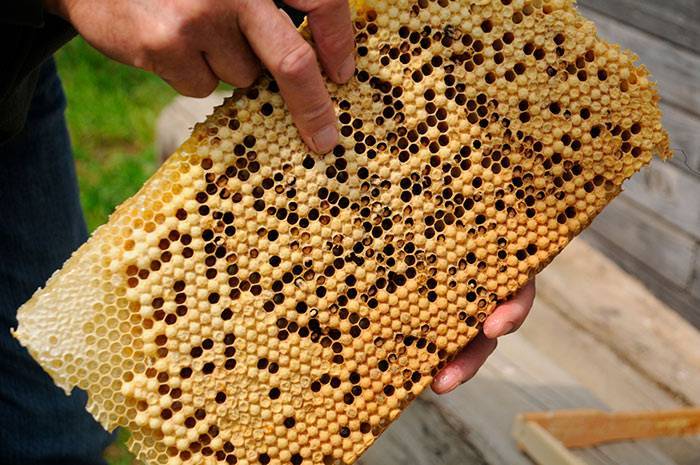 Об аскосферозе пчел: чем лечить известковый расплод у пчел, причины и симптомы