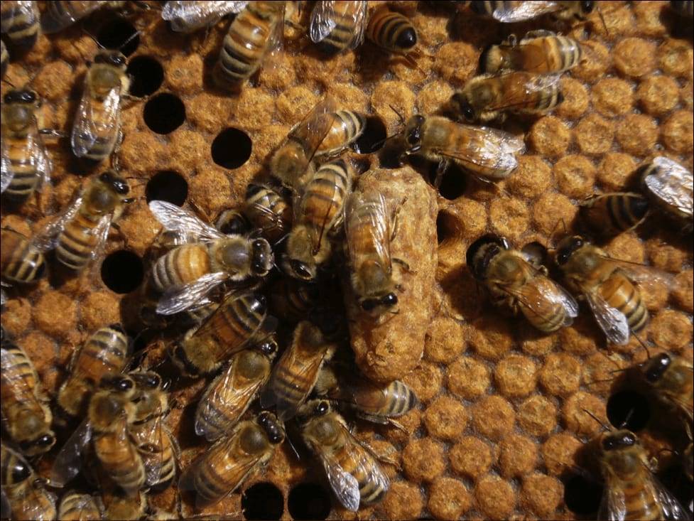 Приемы предупреждающие роение пчел