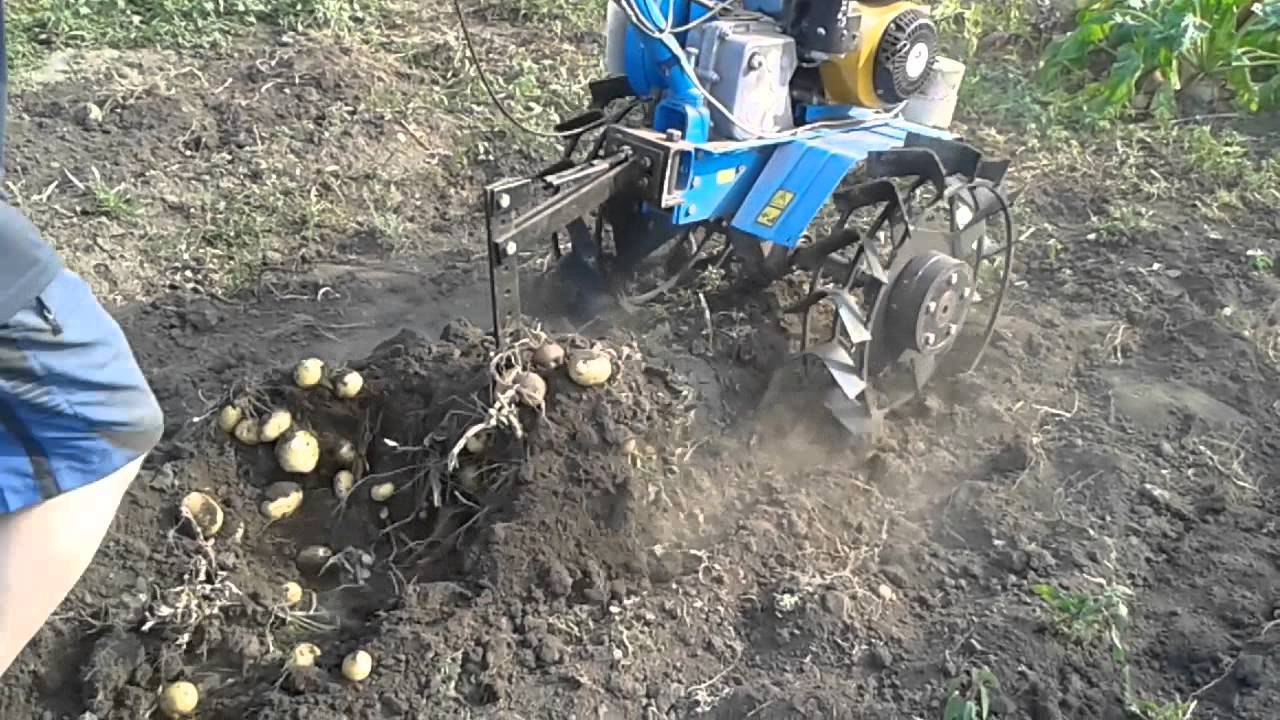 Копка картофеля мотоблоком: как убрать и осуществить сбор урожая мотокультиватором, особенности выкапывания