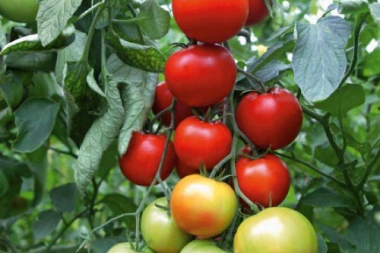 Томат афродита f1: отзывы о помидорах, описание и характеристика сорта, фото