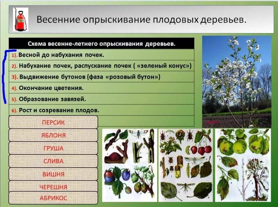 Обработка плодовых деревьев весной от вредителей и болезней, чем обработать, таблица