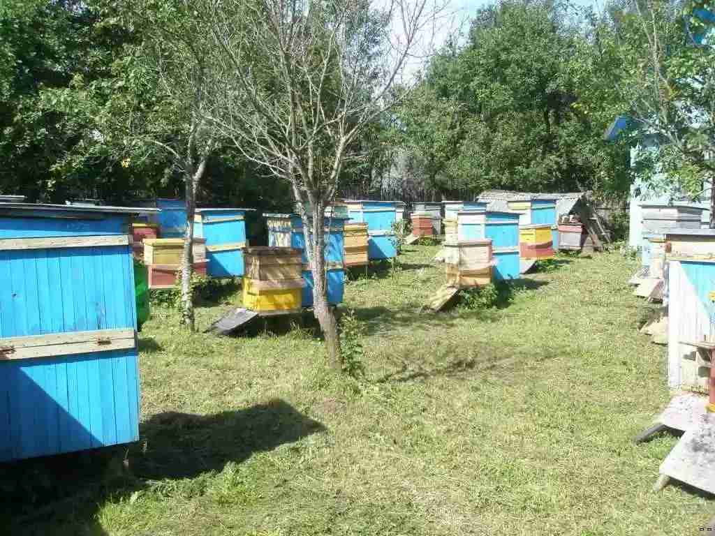 Чем примечателей метод цебро в пчеловодстве и зимовке пчел