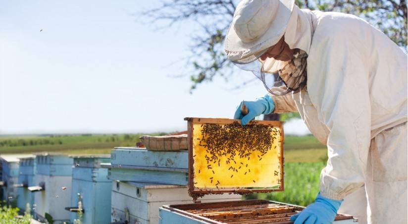 Аптечка пчеловода и первая помощь на пасеке при укусах пчел