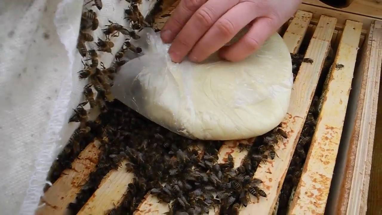 Когда кормить пчел канди: разные рецепты канди