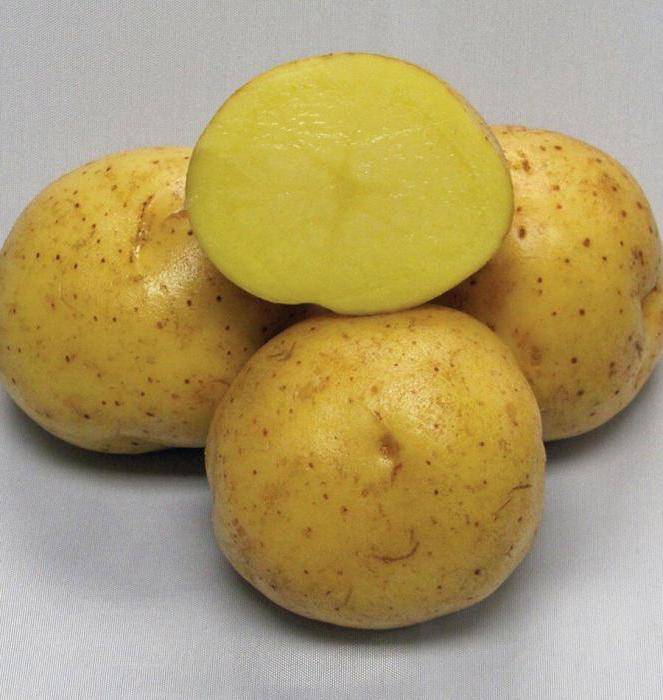 Картофель коломбо: характеристика и описание раннего сорта
