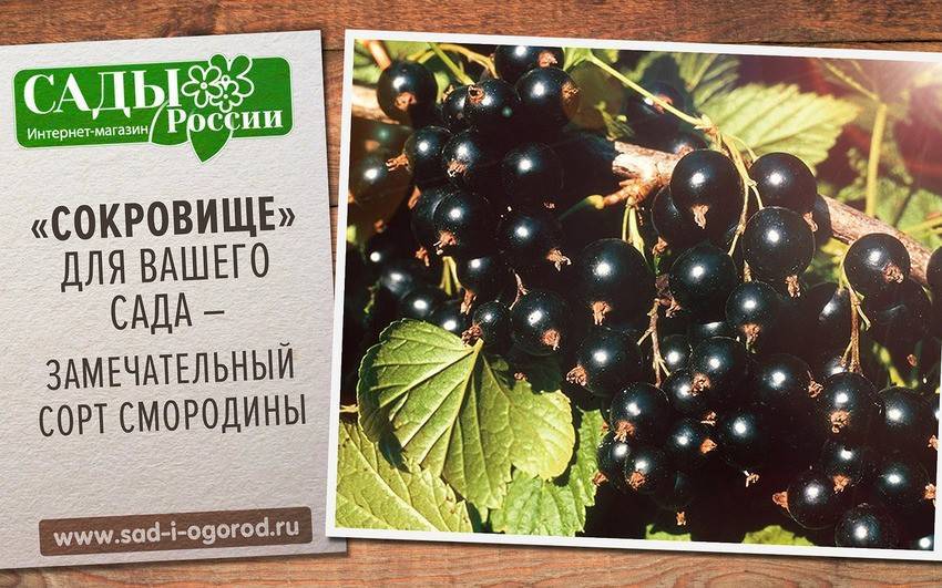 Описание смородины сорта Сокровище, правила посадки и ухода
