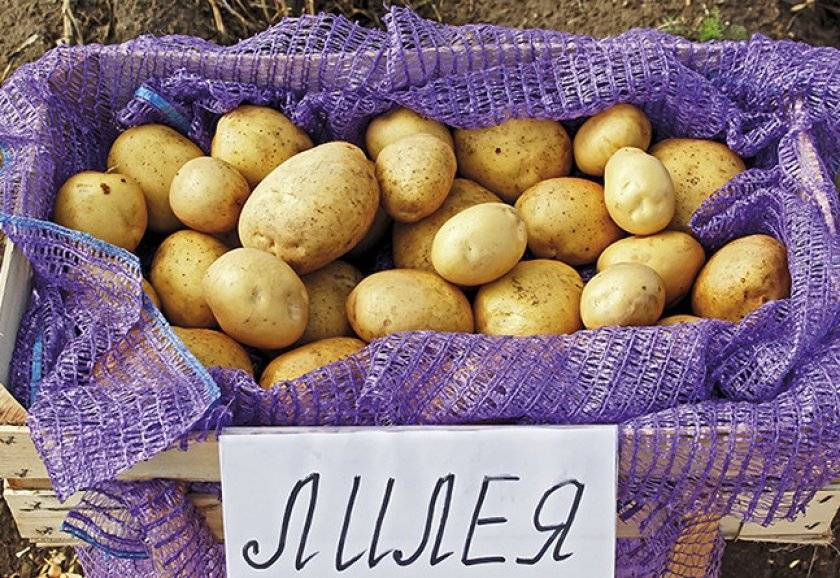 Лучшие белорусские сорта картофеля - сад и огород