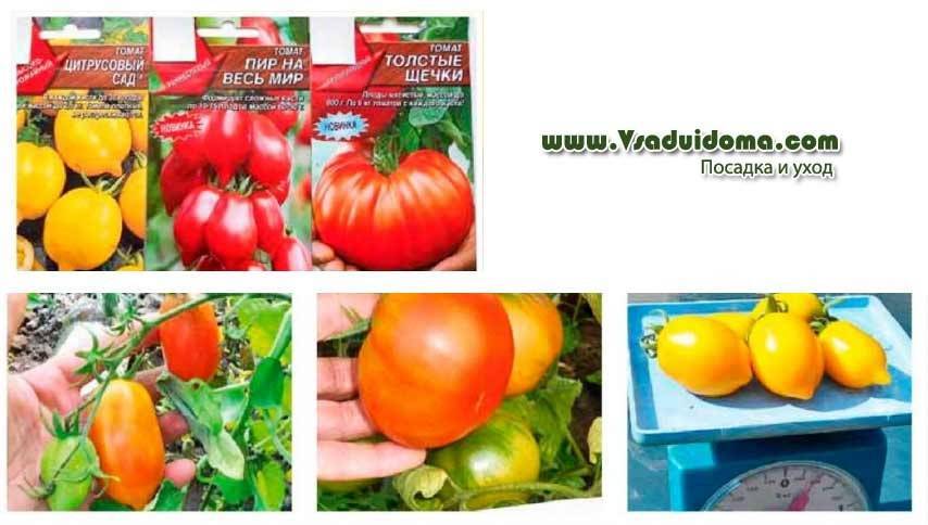 Описание сорта томата видимо-невидимо, особенности выращивания и ухода