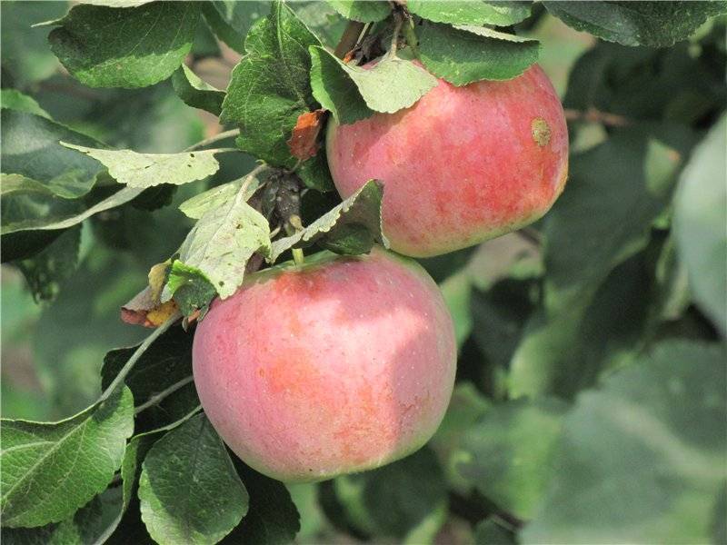 Сорт яблони успенское - дневник садовода semena-zdes.ru