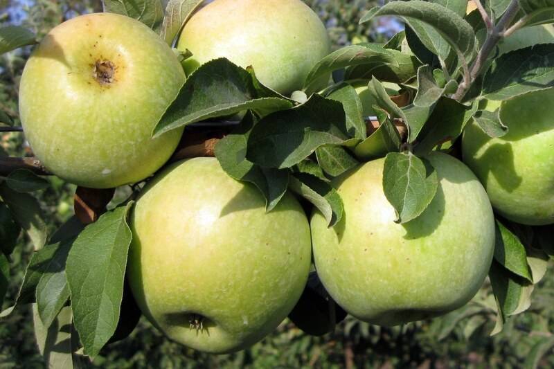 Яблоня успенское - все о фермерстве, растениях и урожае