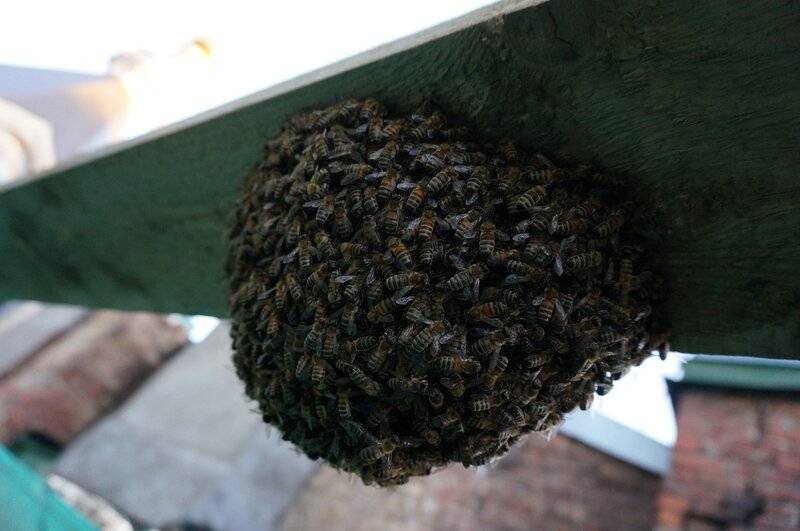Пчелиный подмор — состав продукта и как принимать