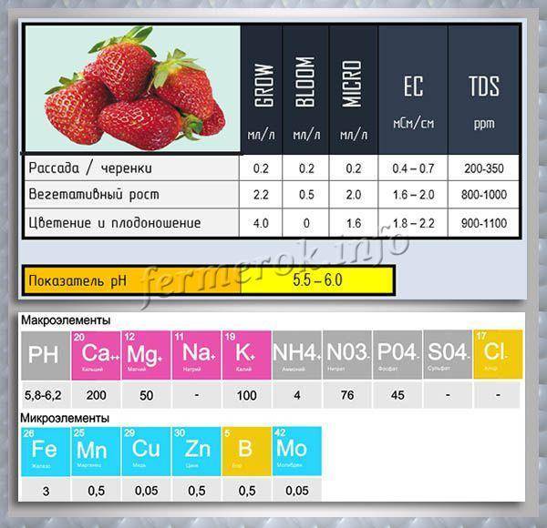 Раствор гидропоники для салата и клубники