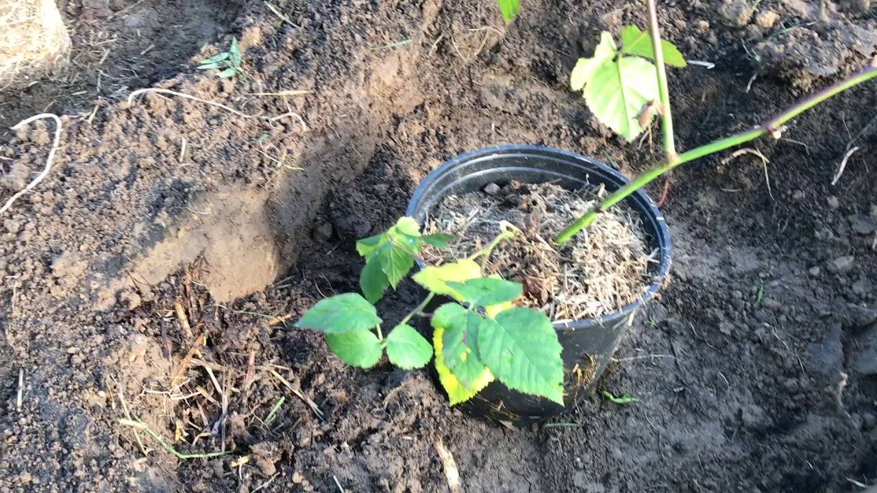 Садовая ежевика в сибири: посадка и уход в открытом грунте, особенности выращивания на урале, обрезка кустов