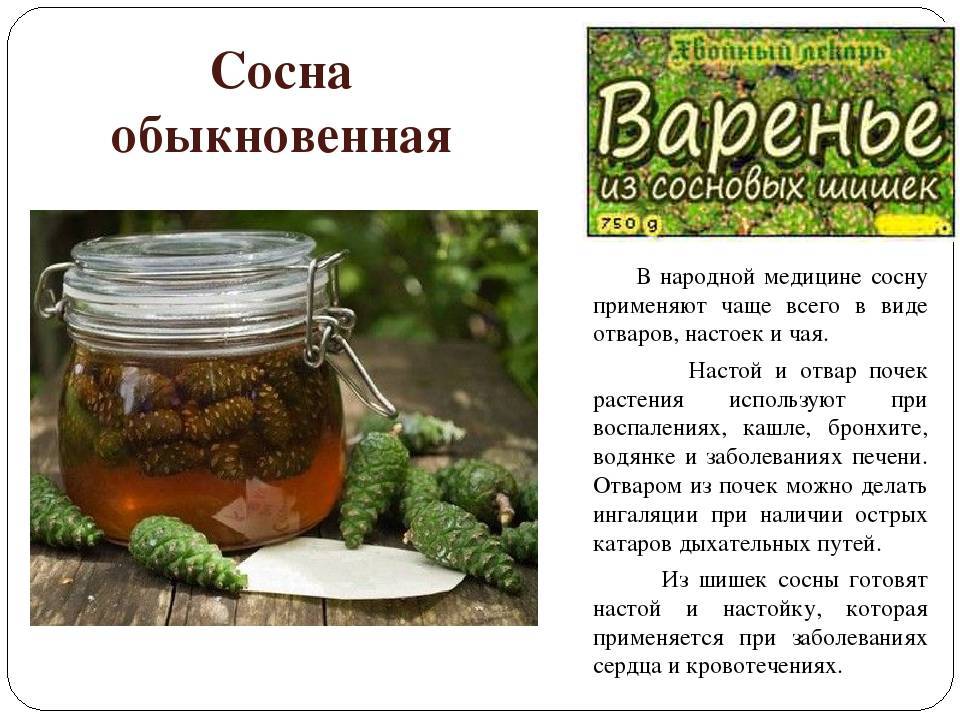 Сосновый мед: польза, противопоказания, как приготовить, применение