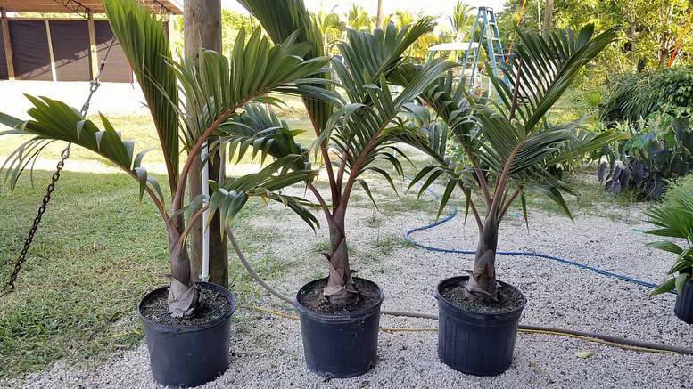 Пальмы финиковые: виды, сорта, как вырастить из косточки в домашних условиях