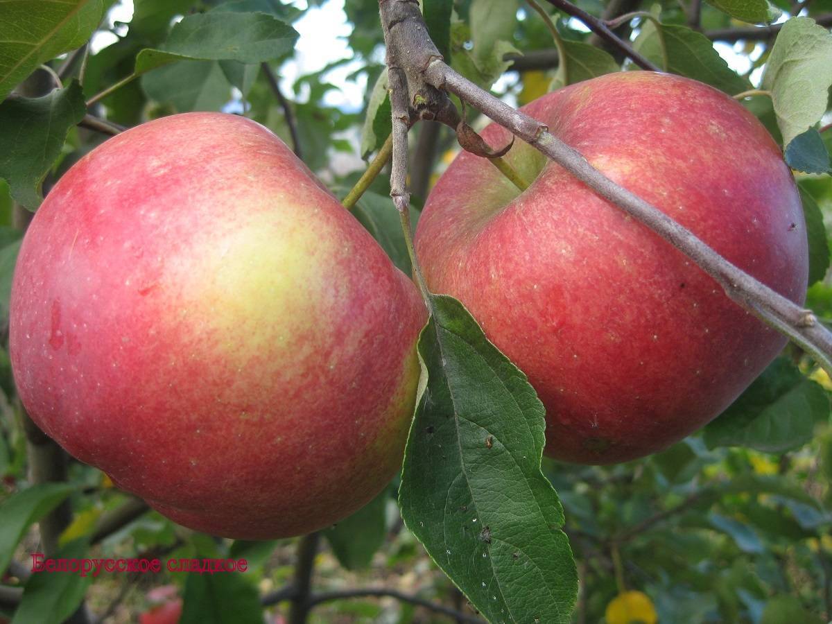 Яблоня белорусское сладкое: описание, фото, отзывы