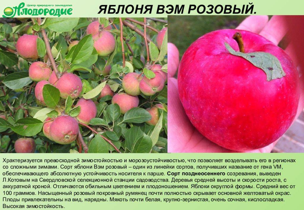 Характеристика яблони медуница фото и описание