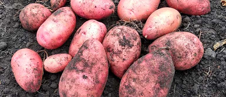Картофель ред скарлет: описание и характеристика сорта, как выращивать в домашних условиях