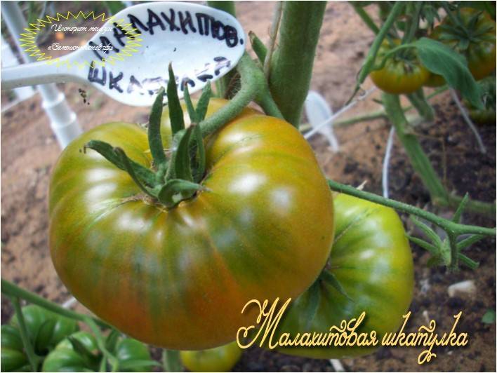 ✅ томат малахитовая шкатулка — описание сорта, фото, урожайность и отзывы садоводов - cvetochki-penza.ru