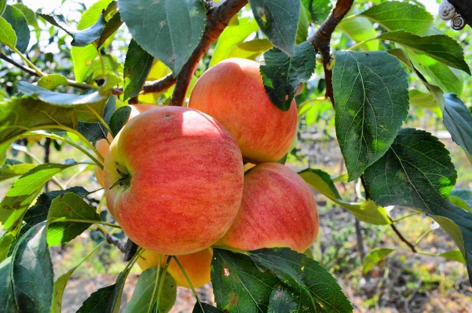 Яблоки гала: где растут, плюсы и минусы фруктового дерева, описание сорта и рекомендации по уходу