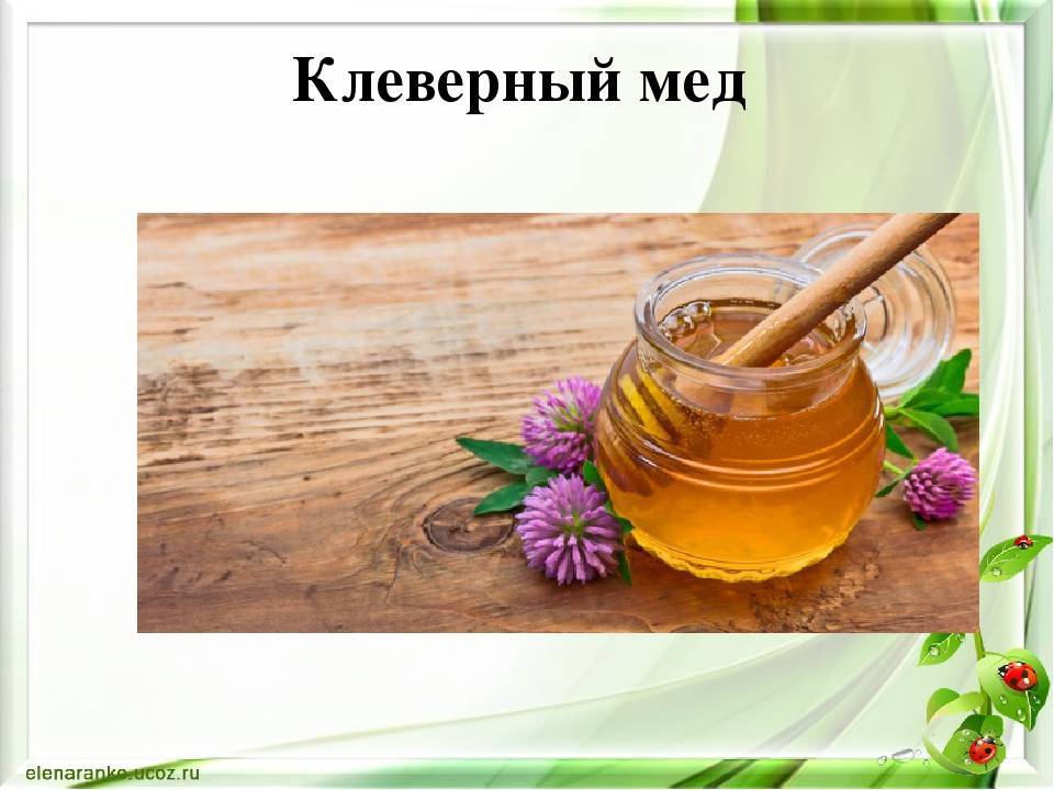 Клеверный мед: полезные свойства и противопоказания