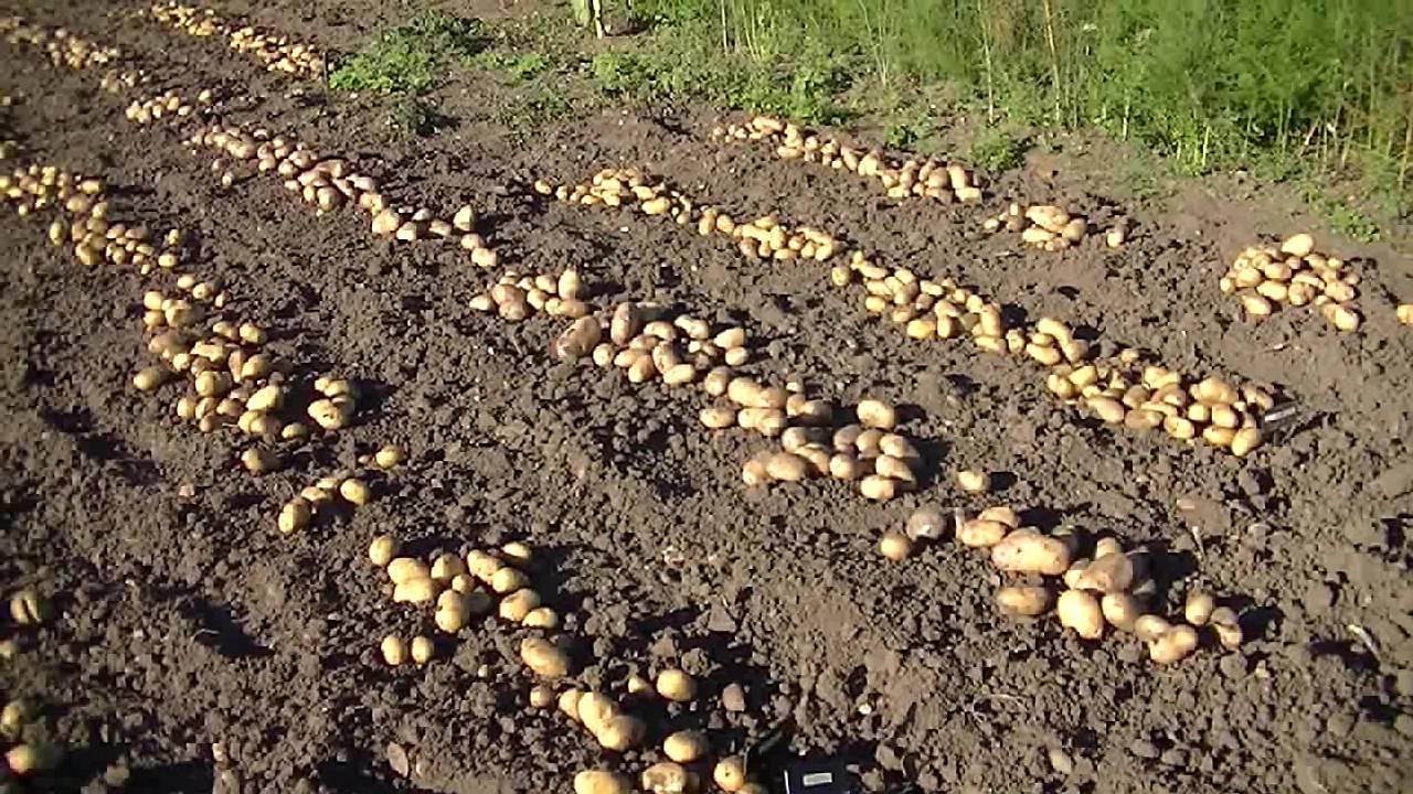 Посадка и уход за картофелем в открытом грунте: советы по окучиванию и поливу