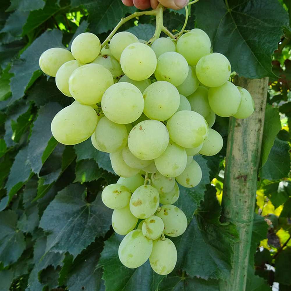 Описание и правила выращивания винограда сорта Антоний Великий