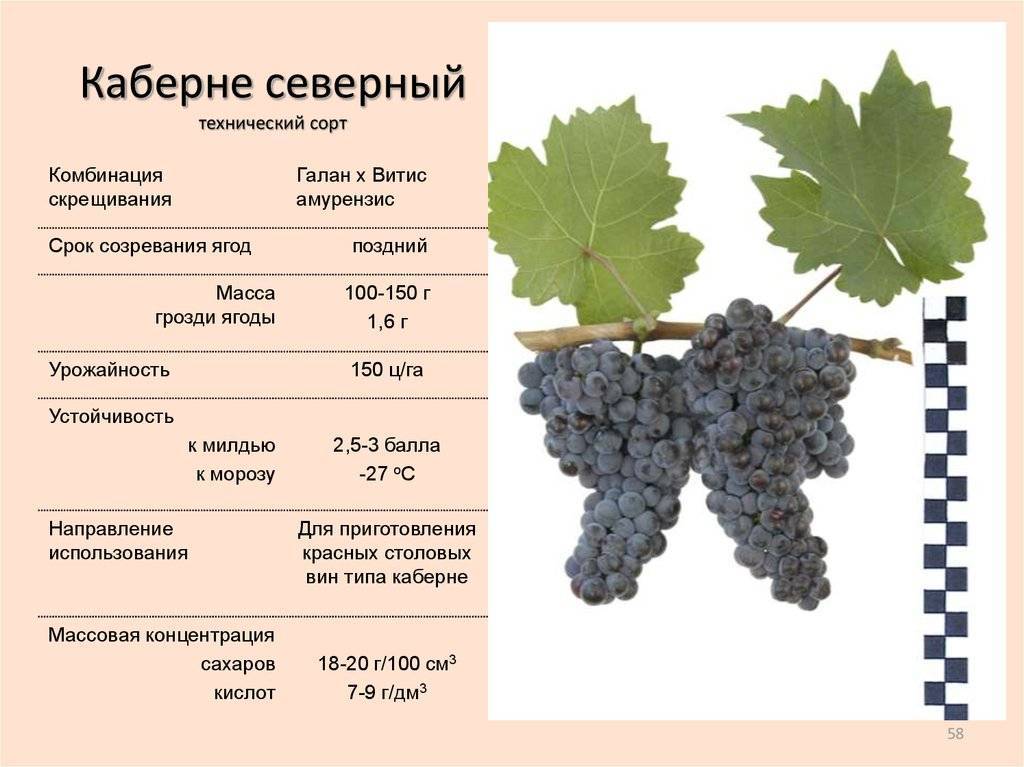 Особенности винограда сорта «ландыш» из селекции в. в. загорулько
