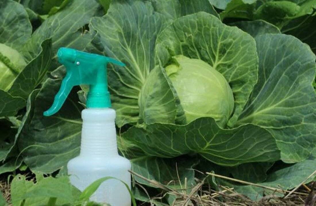 Чем лучше обработать капусту от вредителей, народные, химические и биологические средства