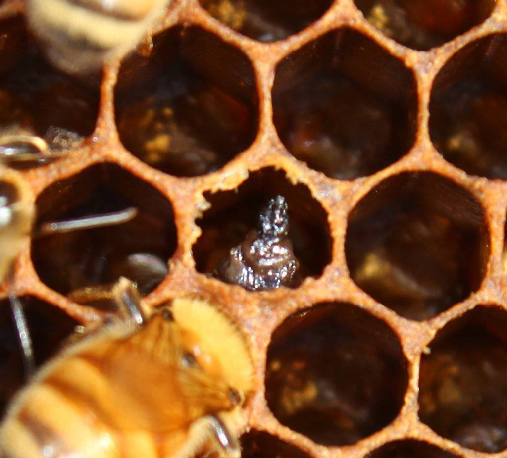 Чем опасен расплод пчел: симптомы и признаки его возникновения